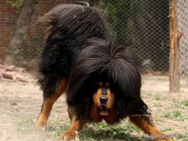 这几种高颜值狗狗你认识哪些,盘点最靠谱的狗狗看看你知道几种