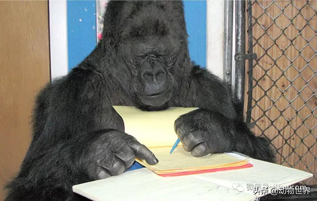 世界各国的著名动物,美国最著名的动物