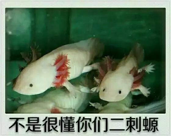 D站创始人被批捕,d站创始人被判刑