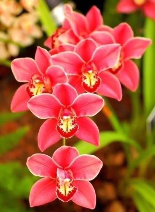 十大绝美兰花图片欣赏,南阳珍稀野生兰花图片