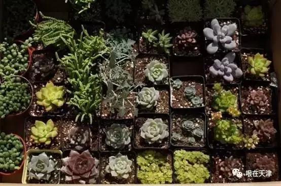 天津哏儿都的好去处,天津哏儿都