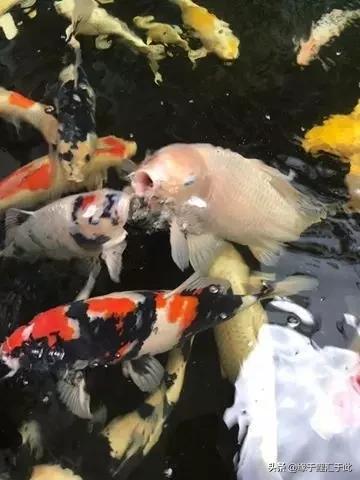 锦鲤长白毛最快的治疗方法,治疗锦鲤鱼病特效药