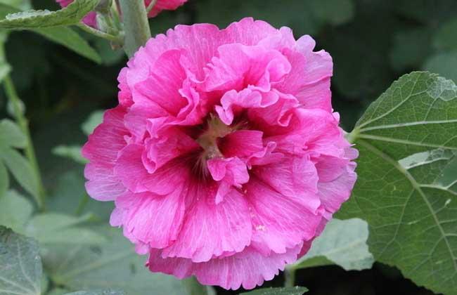 木槿花发黄缺什么肥料,木槿花叶子发黄怎么回事