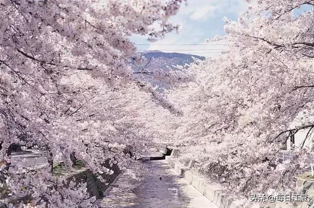 樱花这几天是不是开了,这两天樱花谷的樱花开了吗