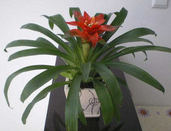 鸿运当头叶子卷叶是怎么回事,鸿运当头叶子为什么会卷起来