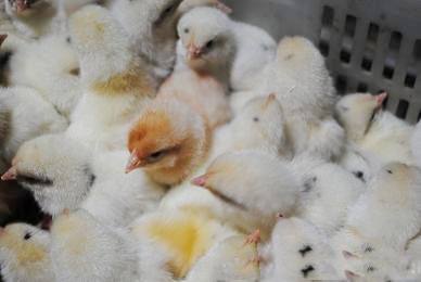 家禽持续性感染的疾病有哪些,鹅霉菌病治疗方法