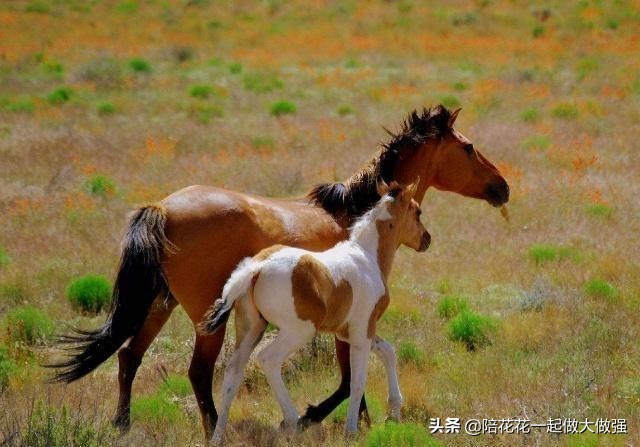 马和驴为什么不生小孩,为什么骡子没办法生育马和驴