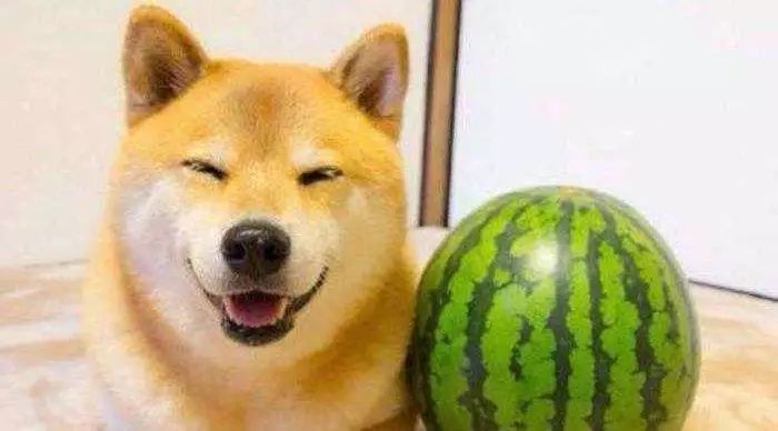 狗狗驱虫6大误区很多主人还在犯,科普那些你不知道的狗狗小秘密