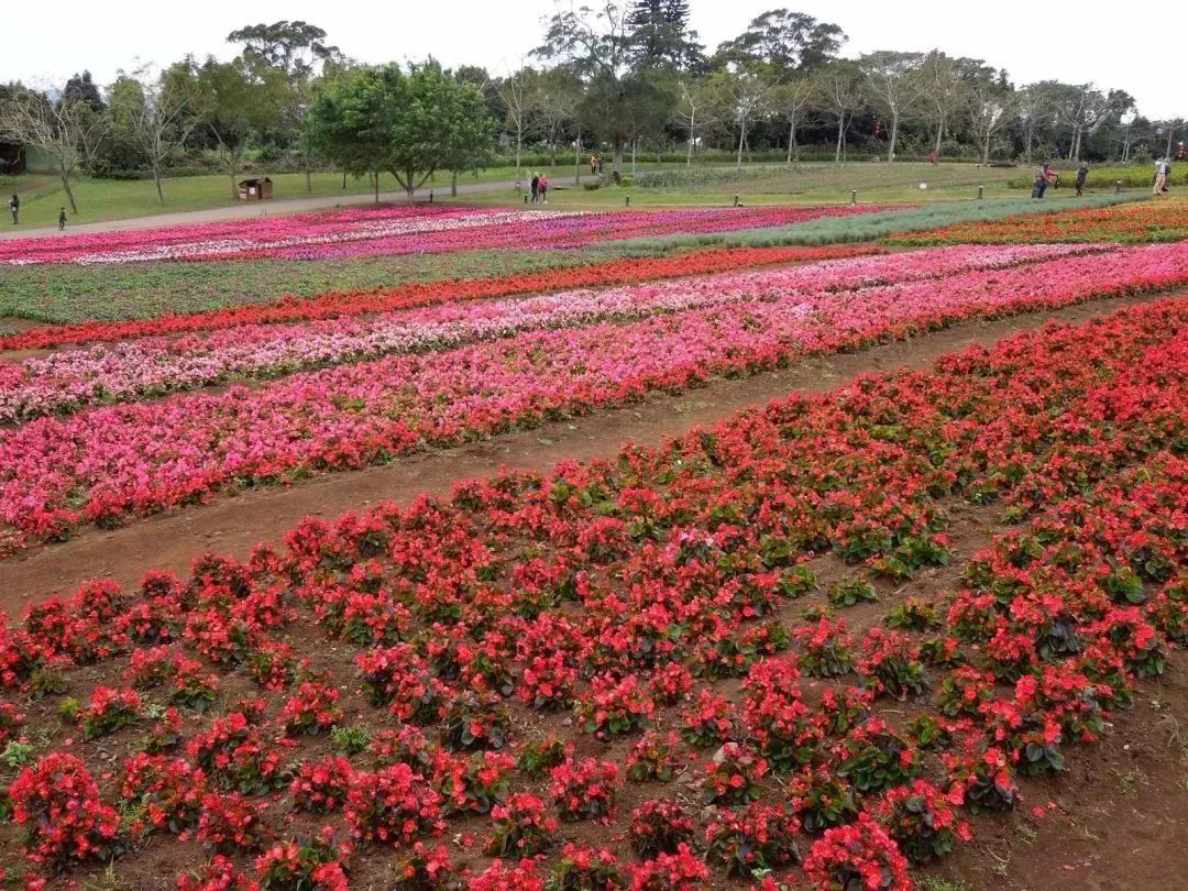 台湾文创标杆——清境农场!