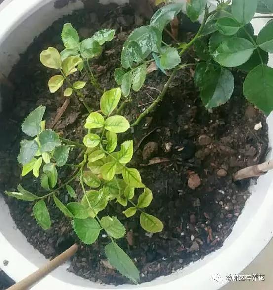 叶子有很多黄色圆圈是什么病,叶子起黄色斑点是缺什么