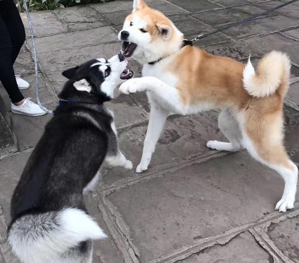 狗狗品种介绍图鉴3期哈士奇,哈士奇和其它狗狗杂交品种