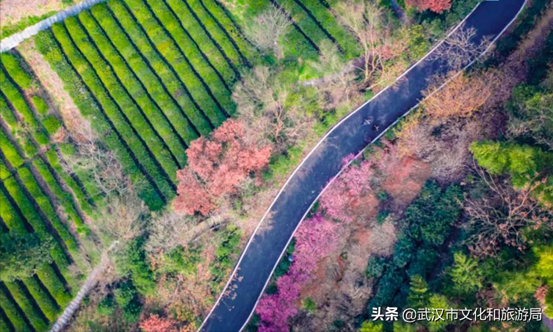 花young官方购票,花young套餐29元103g联通