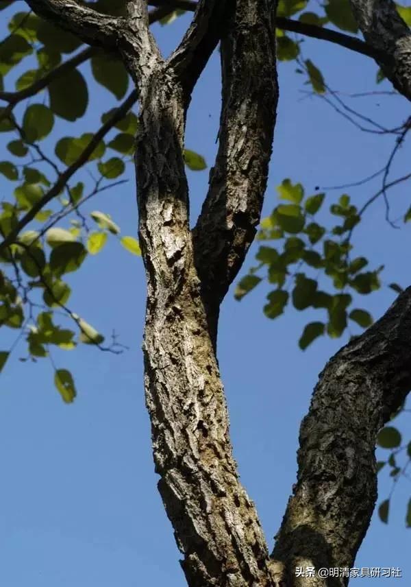 一文读懂沉香,一文读懂瓷器