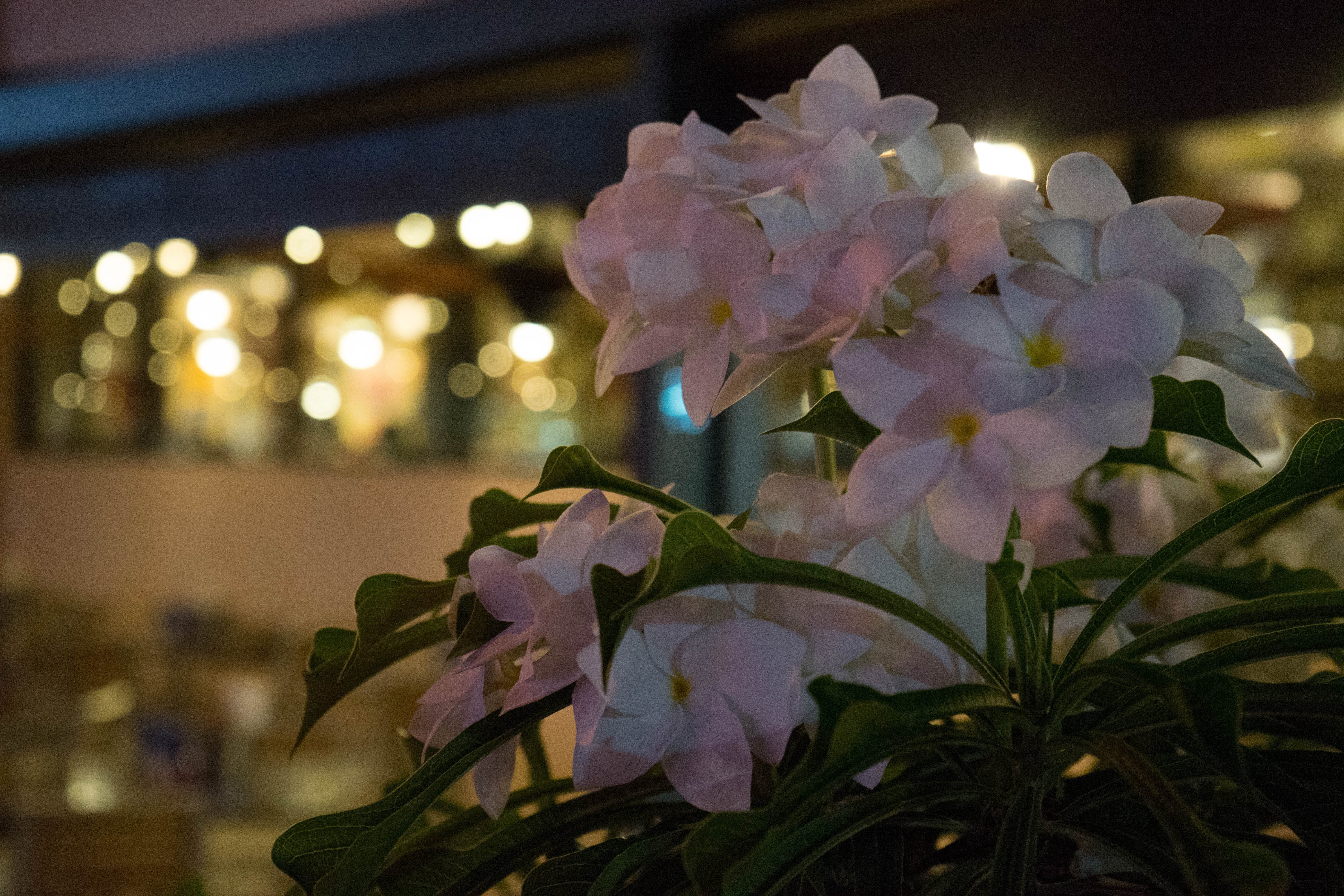 塞班蜜月旅游照,塞班岛蜜月自由行攻略