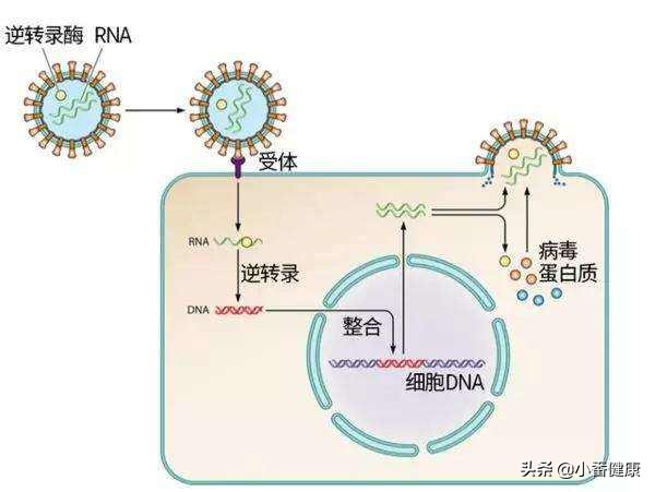 乙肝两对半145阳性，HBV-DNA呈现少量复制，这种可以放松吗？