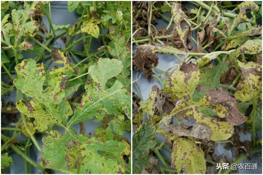 西瓜下雨之前打什么药防治病害,西瓜幼苗病害的各种症状图片