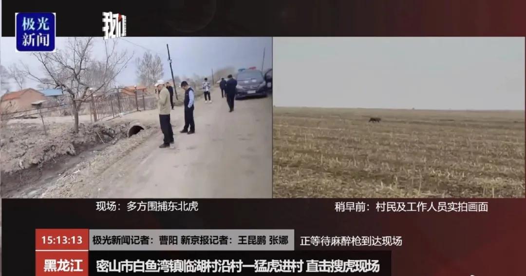 东北虎下山进村伤人老虎被鹅咬,东北虎下山进村伤人最后怎么样了