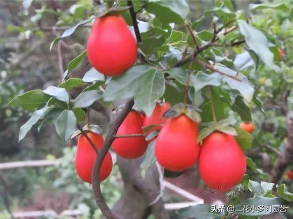 365种·常见花卉图谱，观果和多肉植物收藏篇