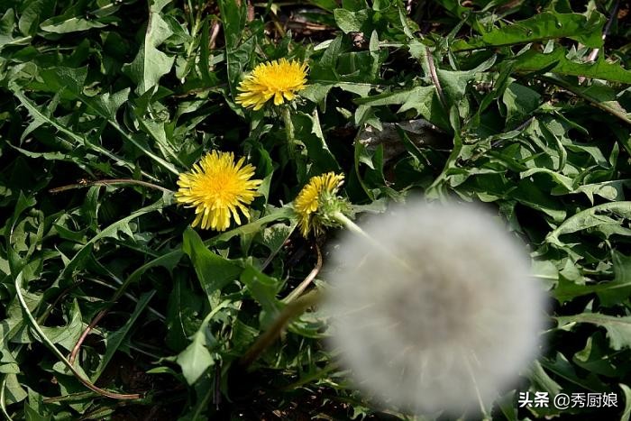 蒲公英做菜吃的方法,蒲公英怎样当菜吃