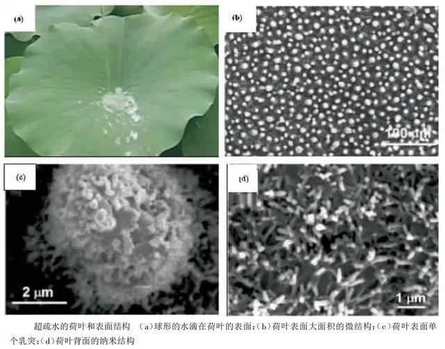 荷叶为什么不沾水科普讲解,荷叶为什么不沾水教案