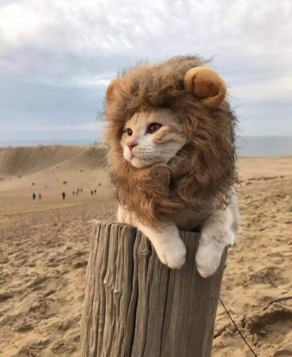 新手铲屎官第一次给猫洗澡,给猫咪洗澡的时候猫咪为什么怕水