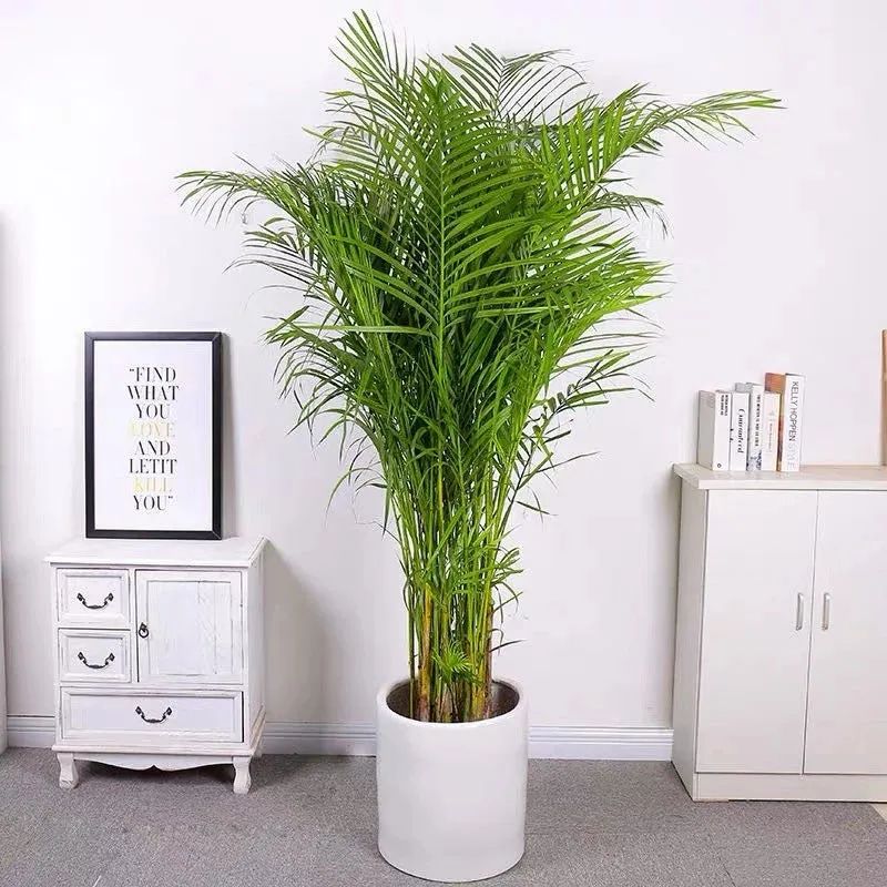 家中必养的五种花,家里养4种花高贵优雅一养就上瘾