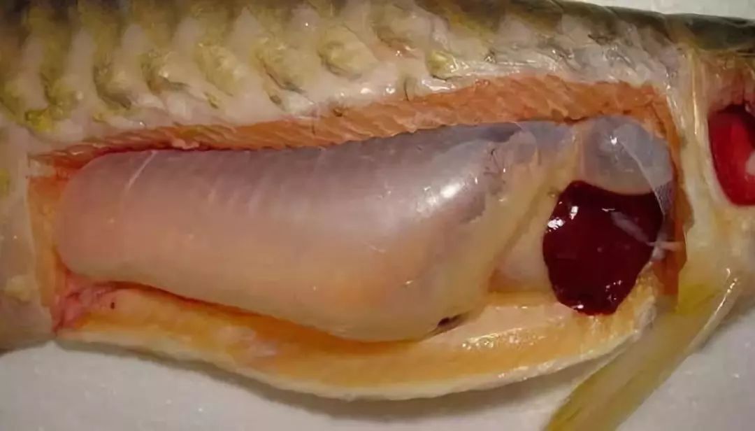 河豚气鼓会怎么样,河豚气鼓鼓的样子真可爱