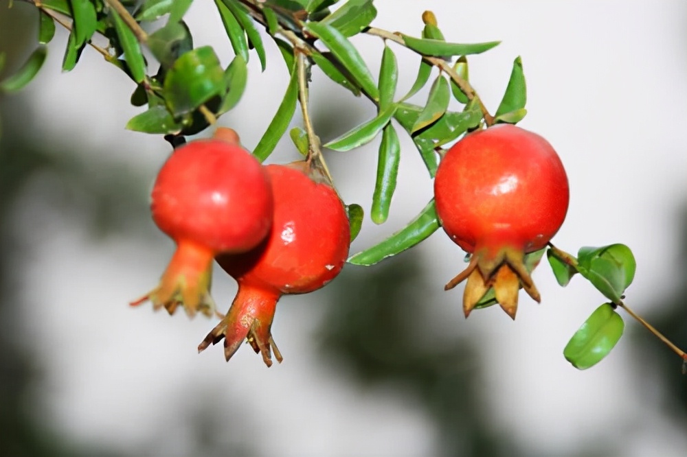 花卉绿植种植大全,温室常见的花卉