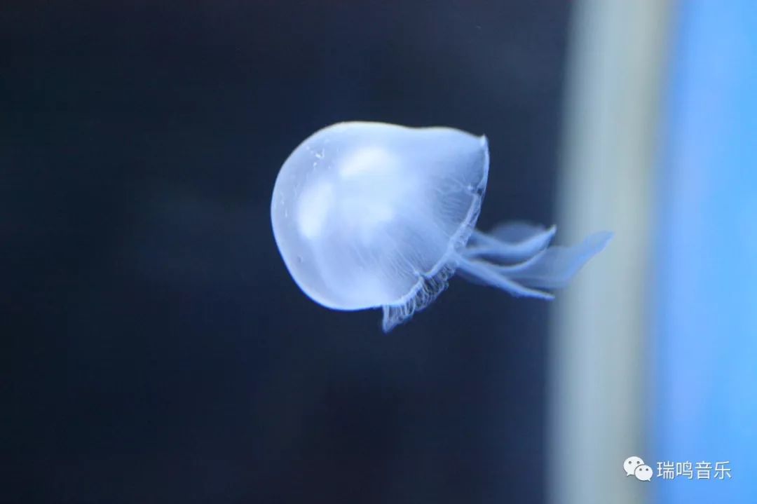 品味老歌畅享生活,漫步人生路1983年版邓丽君完整