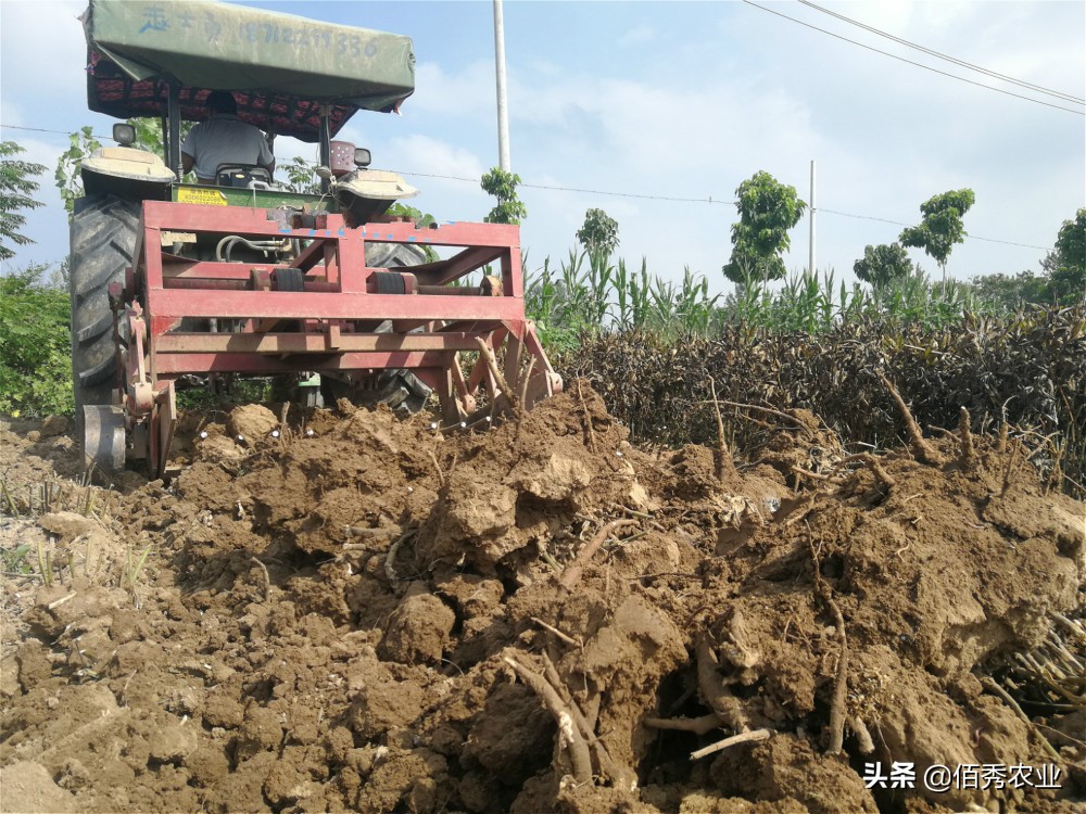 一亩地搞种植业可以赚多少钱,农村农业种植业哪种能赚钱