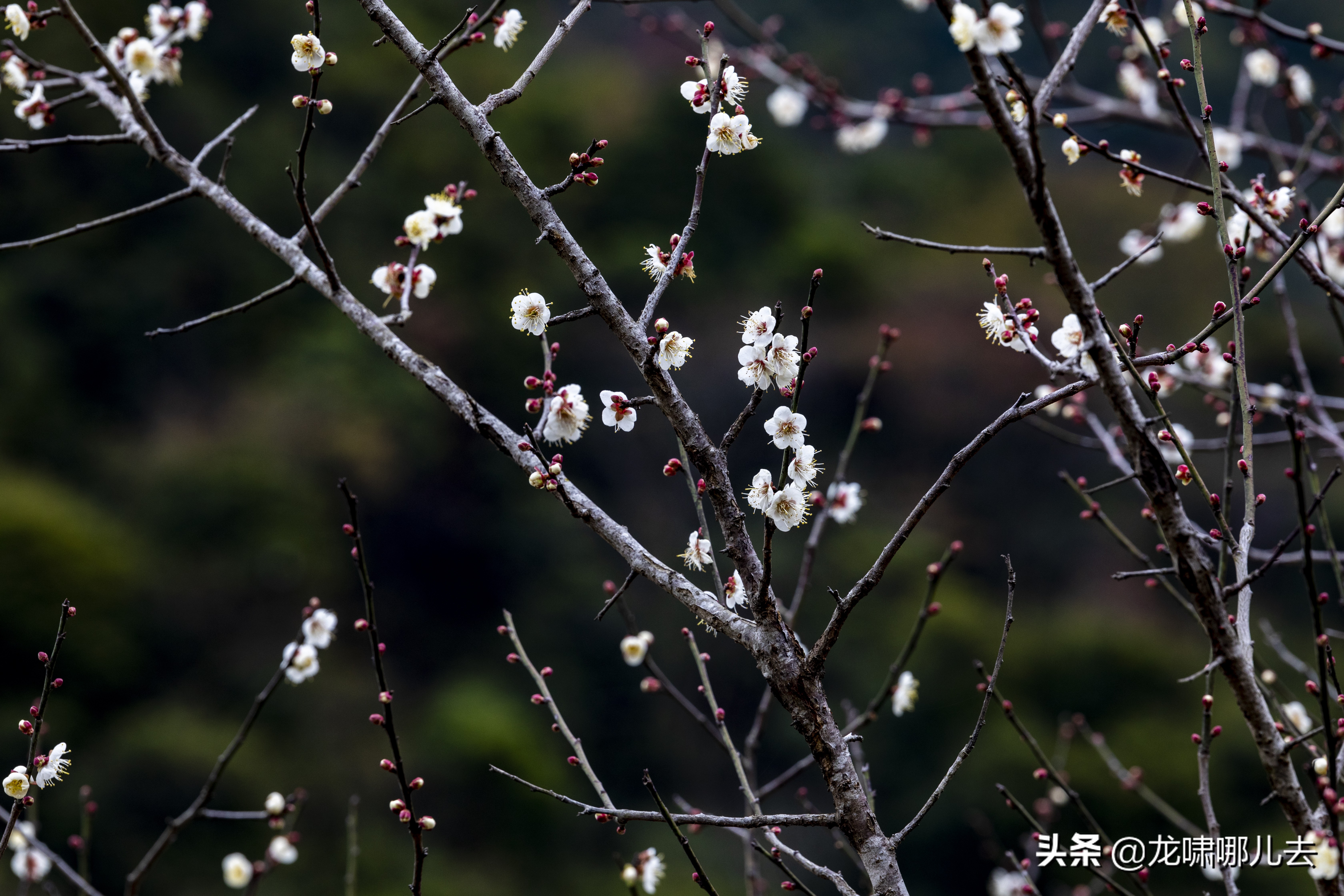 梁化梅园梅花观赏最佳时间,惠州梁化梅园看梅花时间