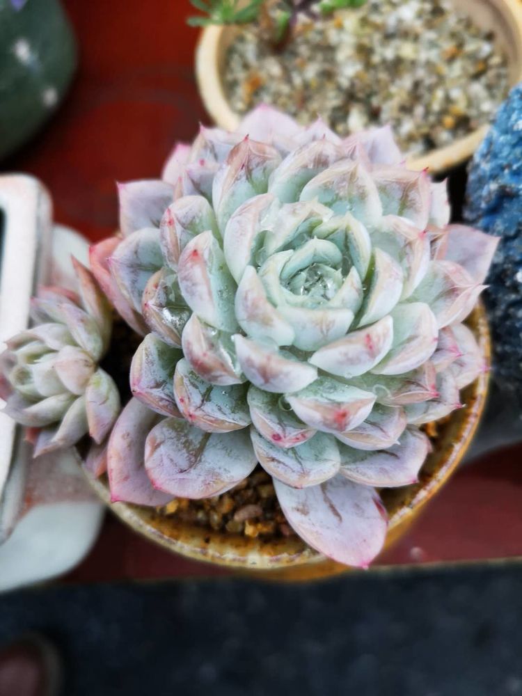 误打误撞的多肉情缘,带我走进多肉小世界!