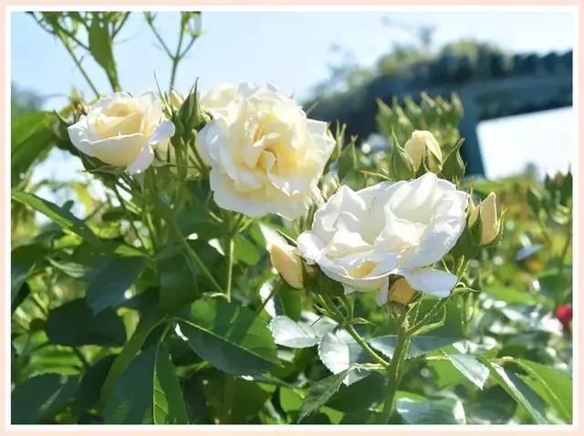 魔都赏花旅游攻略,魔都春季赏花好地方