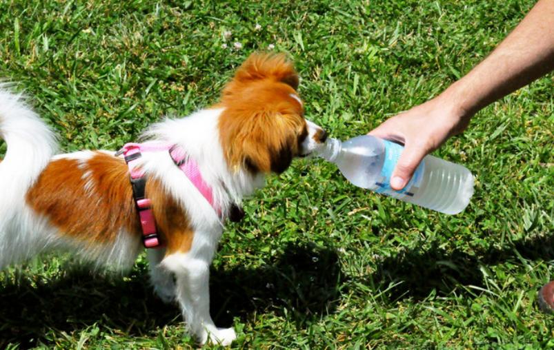 狗狗频繁尿血怎么回事,狗狗反复尿血吃什么药