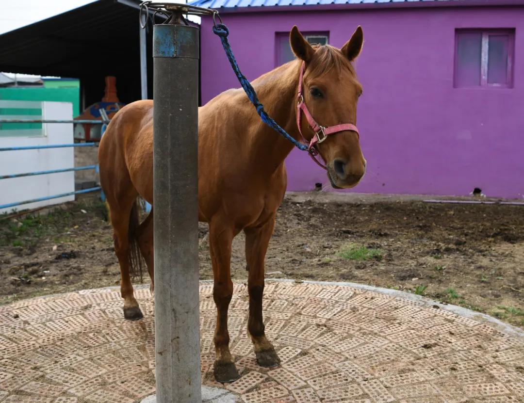 汉武帝平定氐羌,汉武帝赐名蓬莱