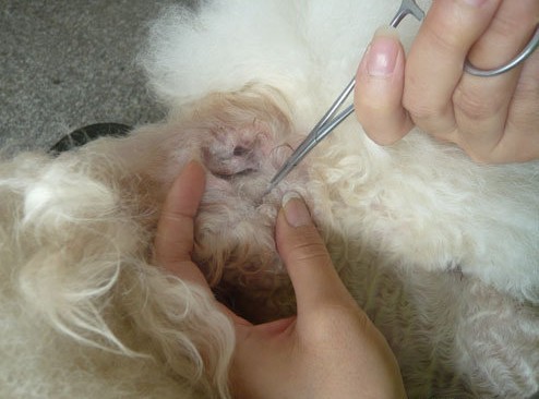 家养猫得猫癣和耳螨的原因,预防猫耳螨日常护理用什么