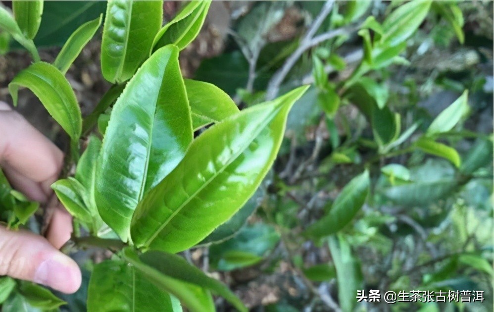 普洱茶收藏书籍推荐,普洱茶的香气大揭秘