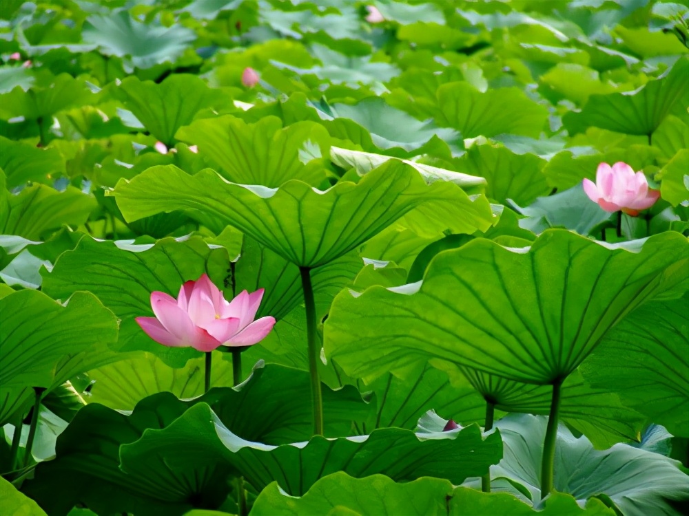 漂亮的水缸可以养什么植物,家里的大缸养鱼