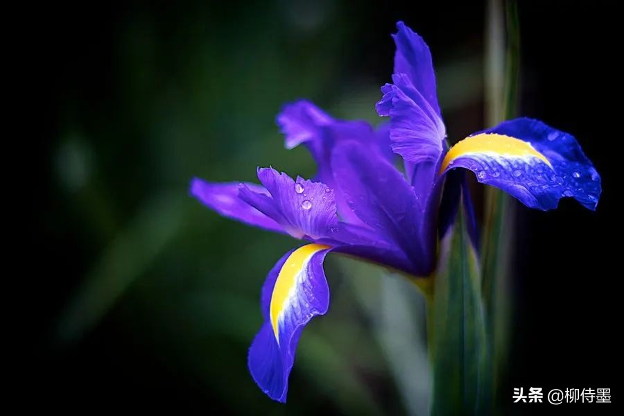 如何拍出好看的鸢尾花,鸢尾花怎么拍照好看