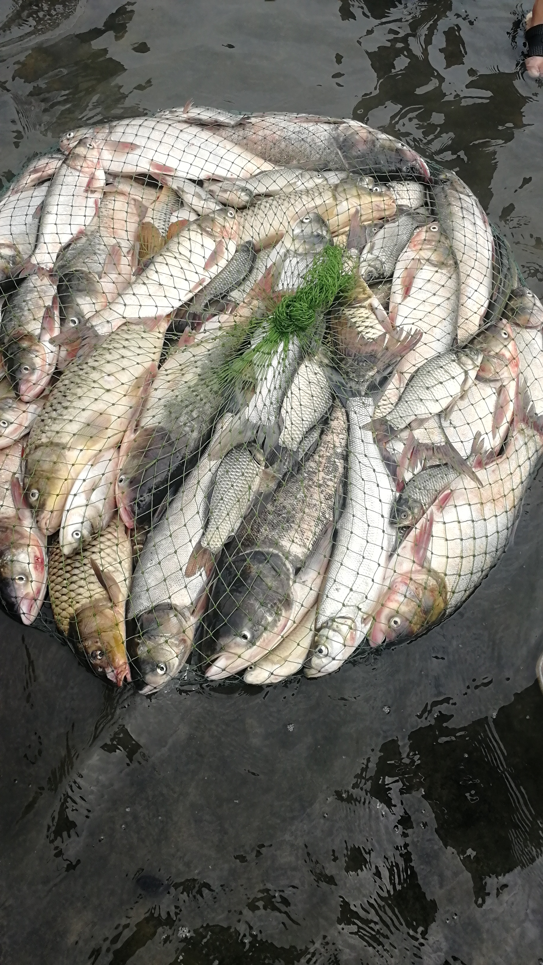 小鱼闹窝怎么调整最快,规避小鱼闹窝的好方法