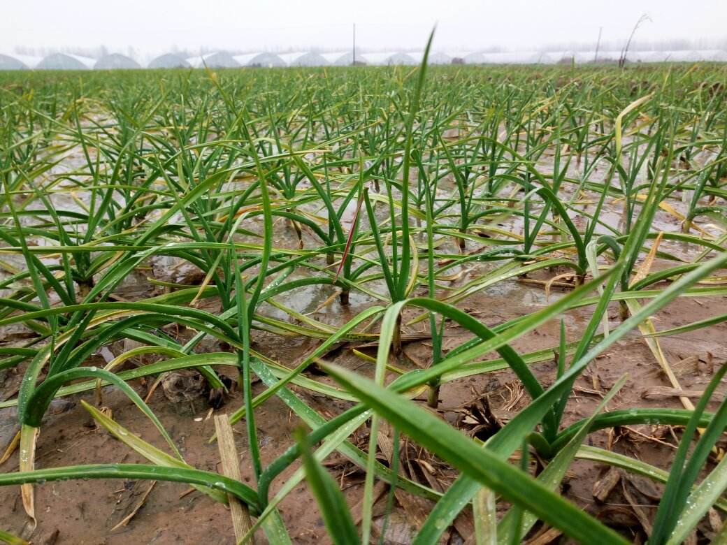 大蒜黄叶的解决方法,大蒜黄叶的原因和解决方法