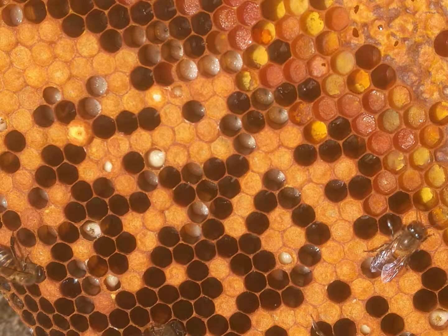 蜂群只有一脾幼虫可以吗,中蜂患了幼虫病怎么治