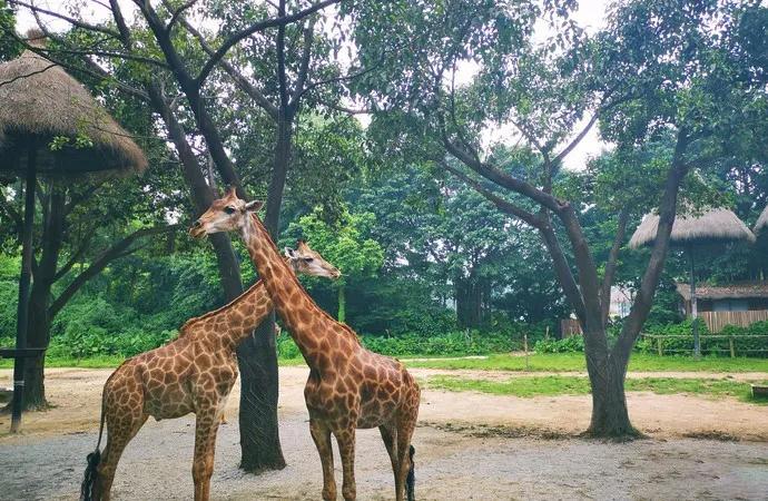 哪个动物园可以和动物亲密接触,野生动物园近距离接触动物感触