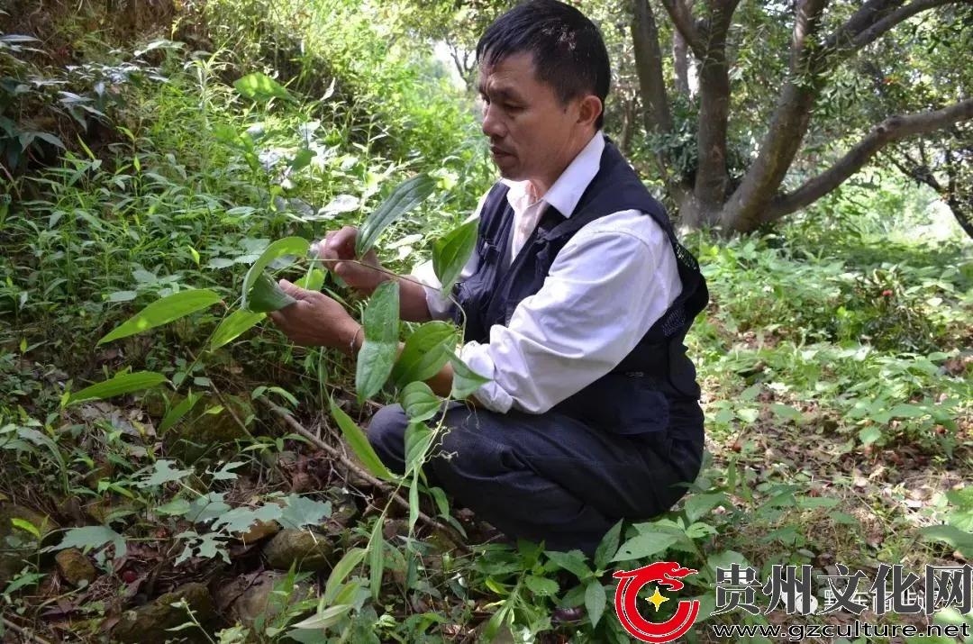 苗药传承人坚守非遗文化深山郎中,苗药非遗传承人杨进奉