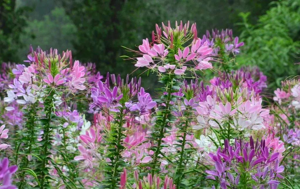 50种·蓝紫色系植物,尊享高贵典雅浪漫的视觉盛宴