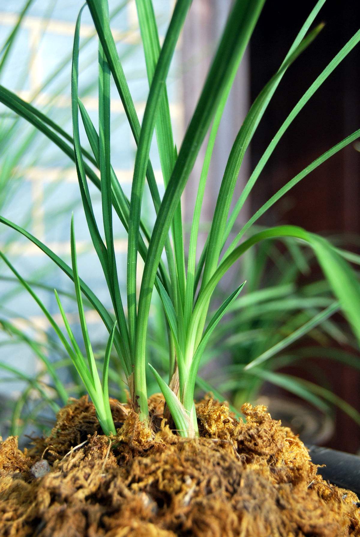 春天养墨兰,春天养君子兰要点