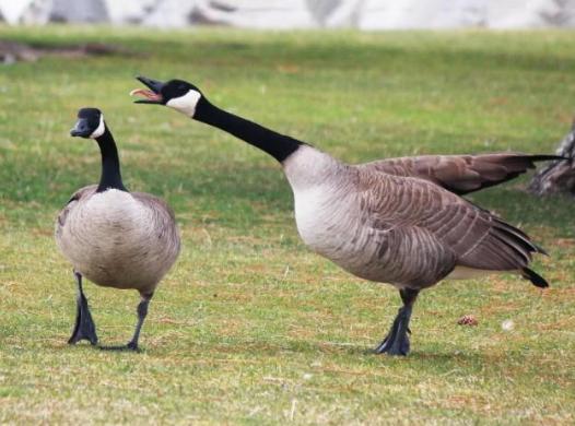 加拿大羽绒服事件,加拿大人被冻死