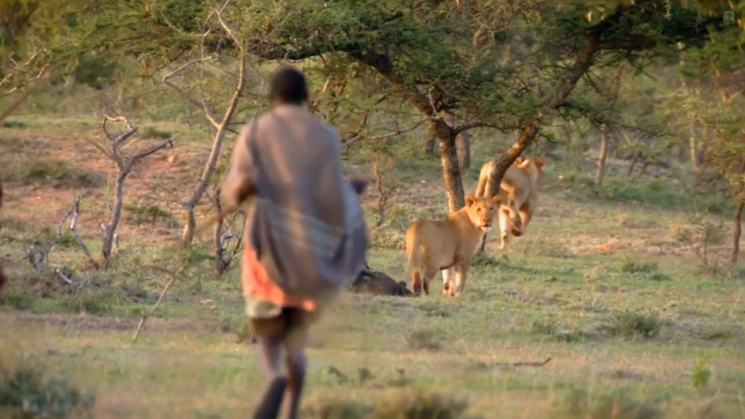 非洲马赛人：从狮口夺食的“战斗民族”
