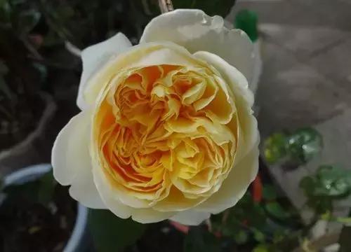 最漂亮10种微型月季,新手必入这8种月季漂亮好养