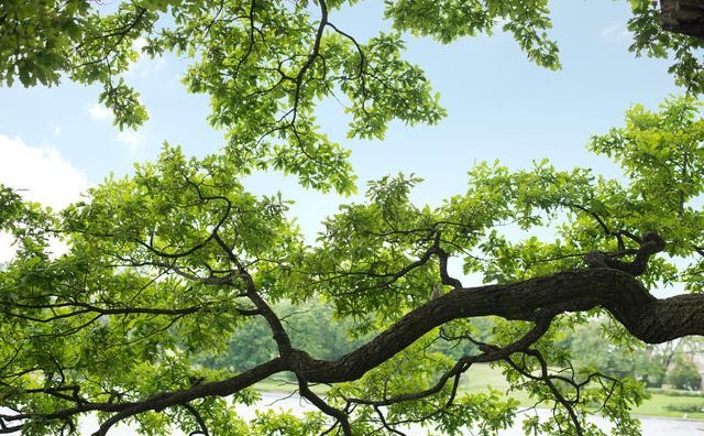 长篇小说连载《飞狼》第一部第三十二章，星云中的战斗